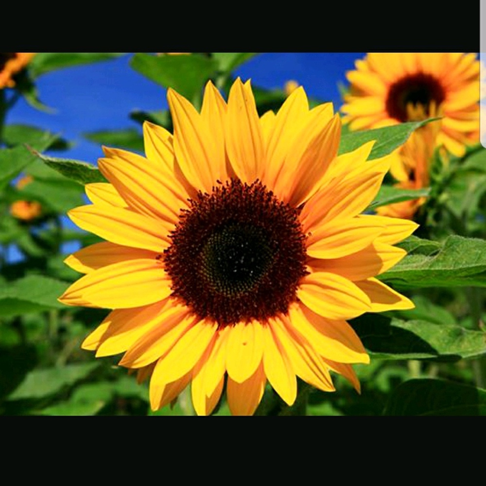 Meet your Posher, Dorivee